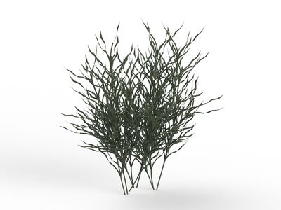 Plant 04