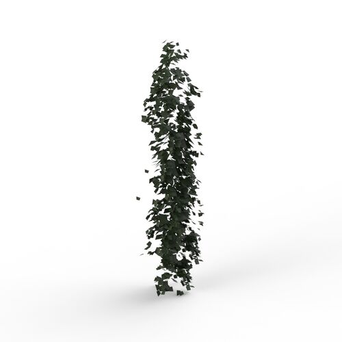 Climbing Plant 01 3D Model