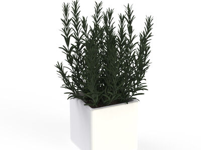 And Plant 17 Rosmary Pot 3D Model