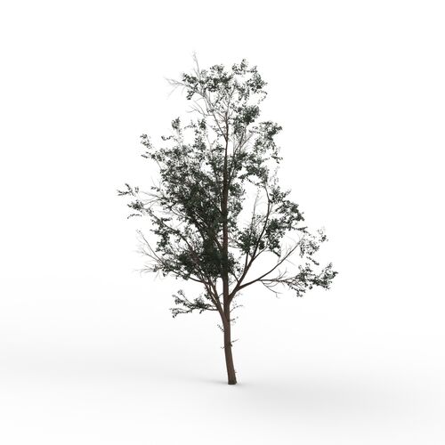 Thin Leaves Tree 03 3D Model