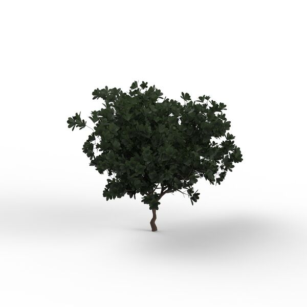 Leaves Dark Green Tree 02 3D Model