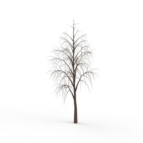 Winter Tree 06 3D Model