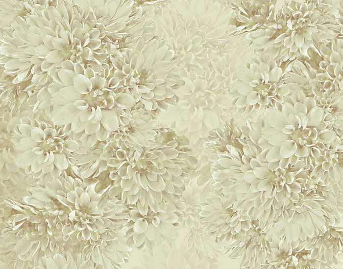 Paperwall Dahlie 3D Model